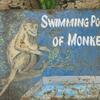 Swimming pool of monkey