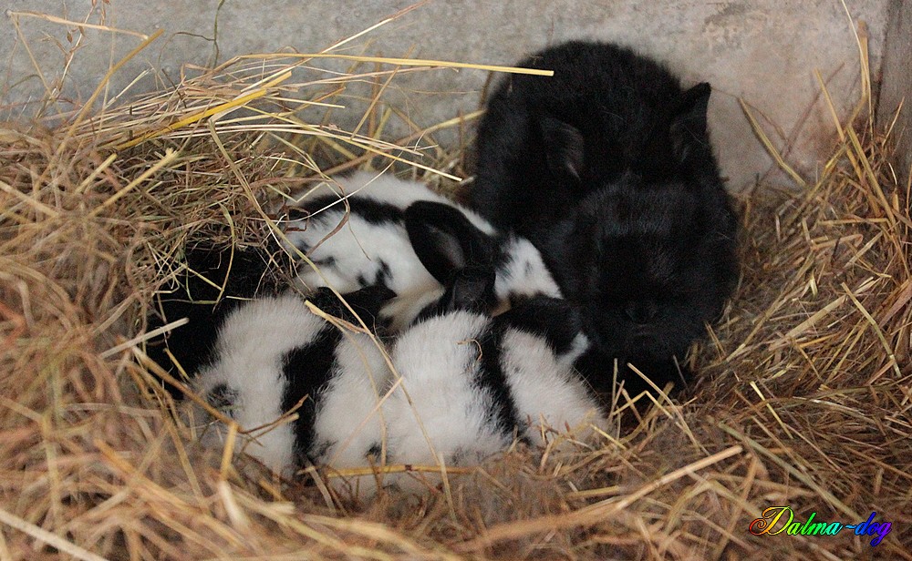 ma louloutte a eu des bébés !!!!