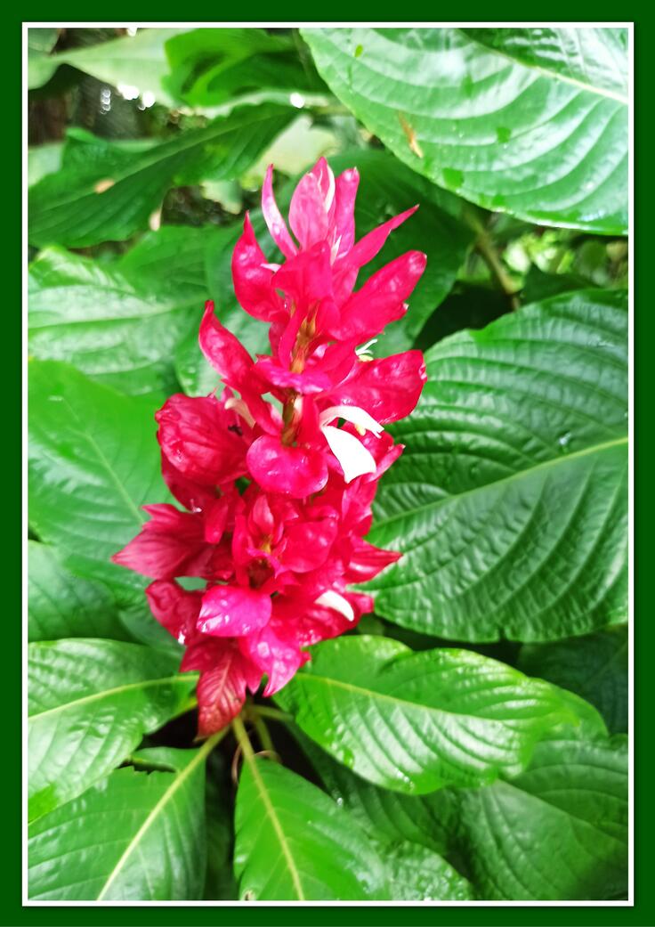 Guadeloupe - Ile de Basse-Terre : Jardin botanique de Deshaies