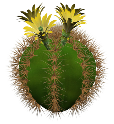 Cactus