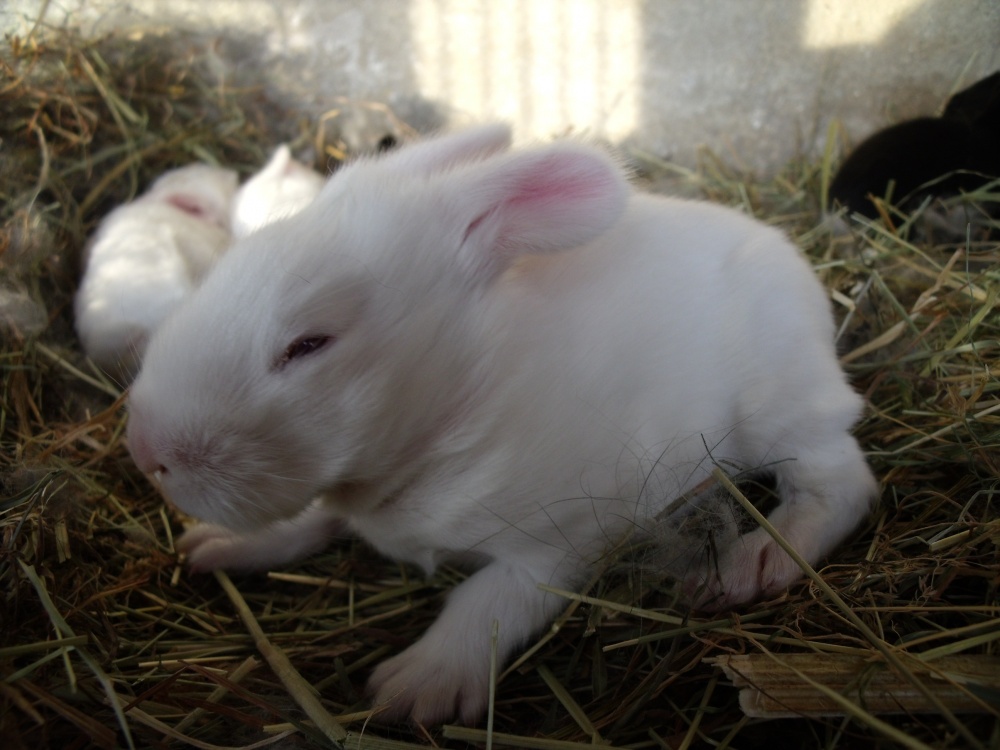 Nouvelles des lapereaux