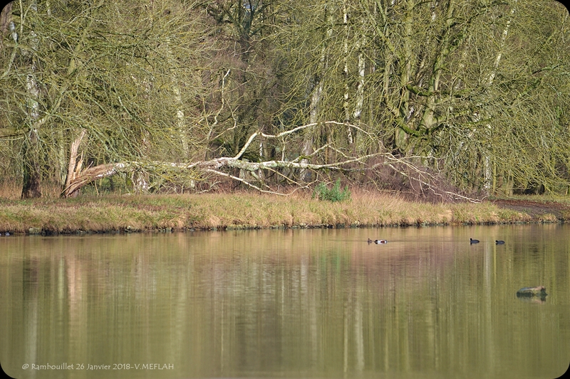 Rambouillet : "Couleurs d'Hiver"