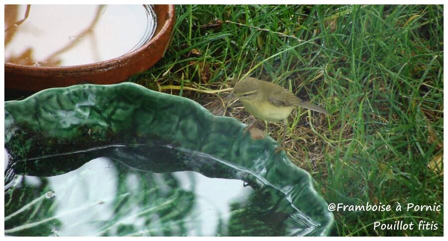 Pouillot fitis au bain dans le jardin 