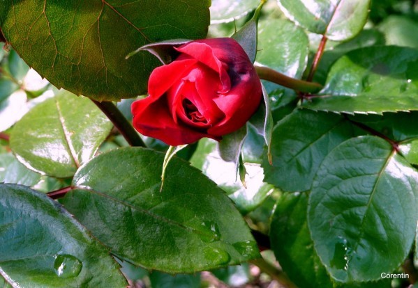 S10---Rose-rouge.JPG