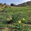 Jonquille (Narcissus pseudonarcissus) en montant vers le pic d'Escurets
