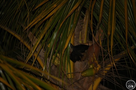 La roussette noire, chauve souris, renard volant de l'île Maurice en 2022