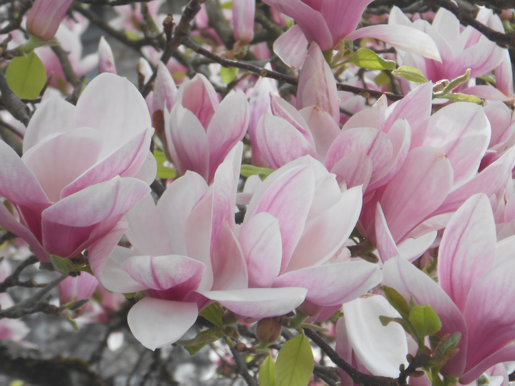 le temps des magnolias juste avant le lilas,
