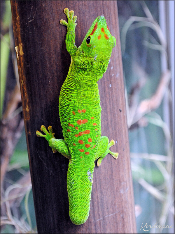 Photo du Gecko géant diurne de Madagascar