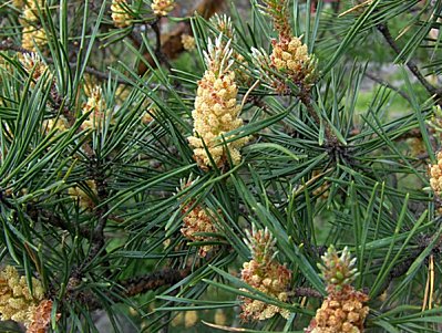 Pinus sylvestris cones-Pin sylvestre2