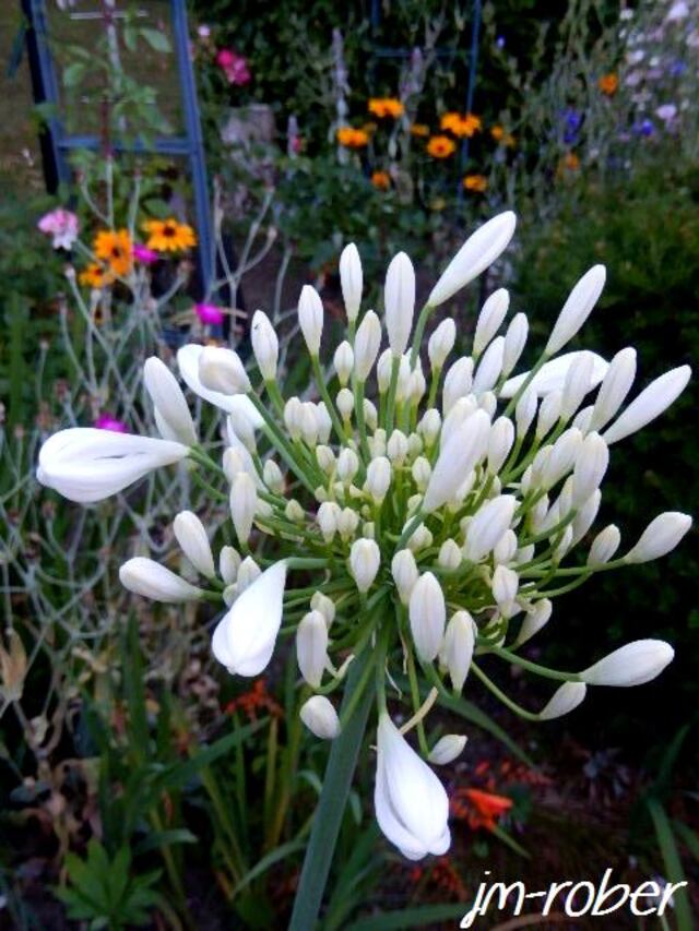 Jardin .Mon petit tour le matin au milieu des fleurs le visite continue