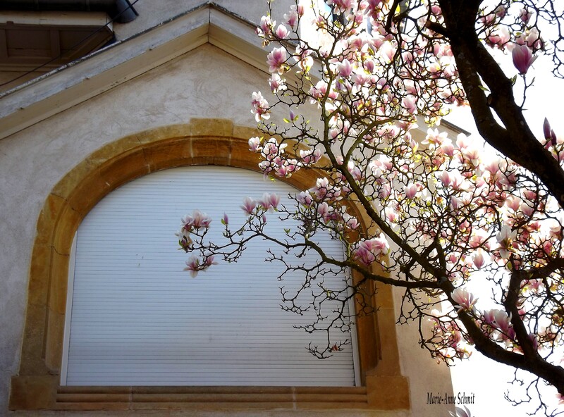 Magnolias à Metz 