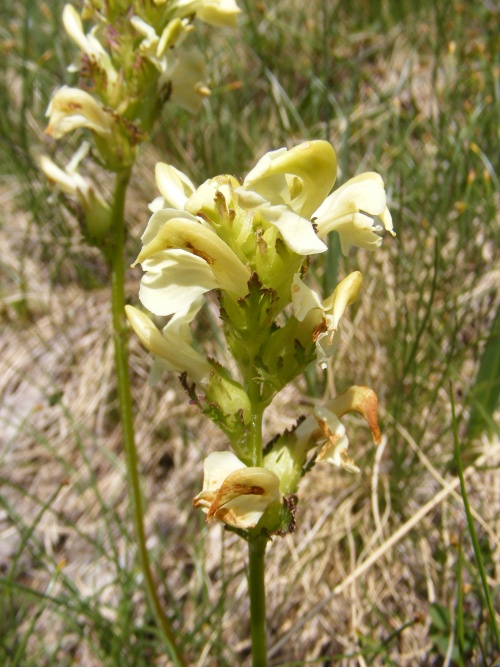 Pedicularis tuberosa, Scrophulariaceae