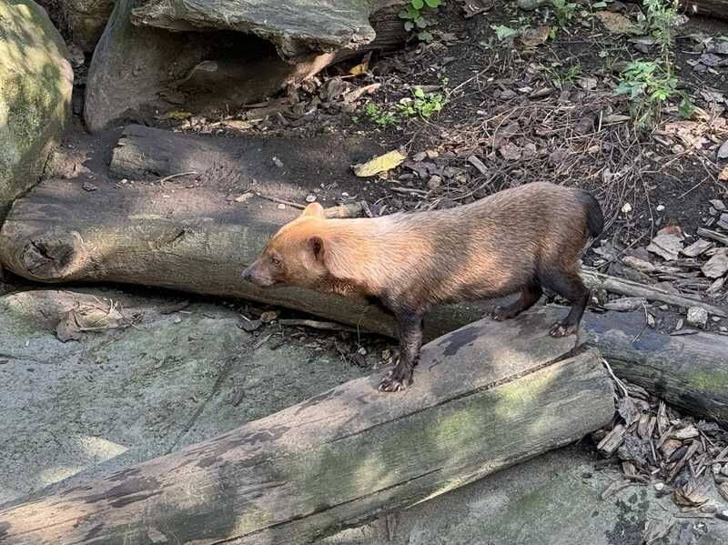 Zoo de vincennes  - divers - 