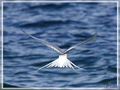 Quelques oiseaux de l'île Ytre Norskoya - Svalbard - Norvège