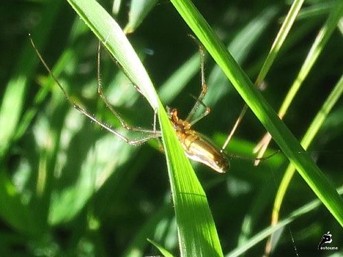 Tetragnatha sp.