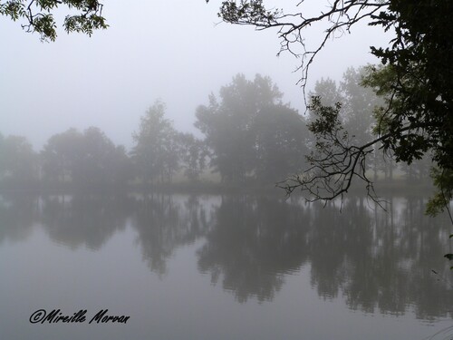 Brouillard.