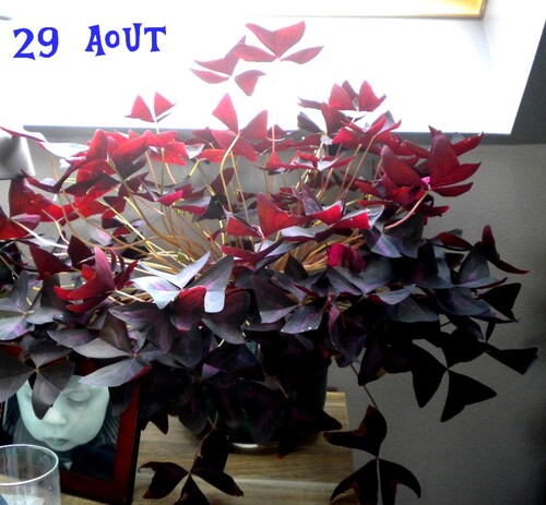 Oxalis triangularis