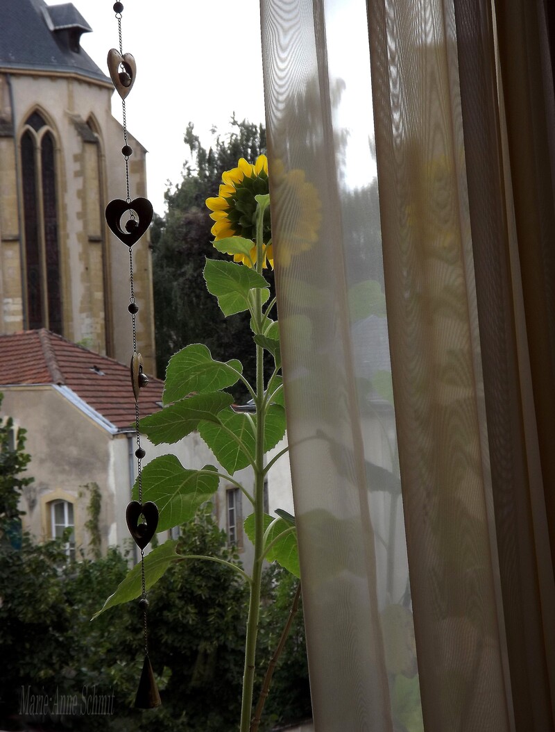 Des soleils en jardinières.