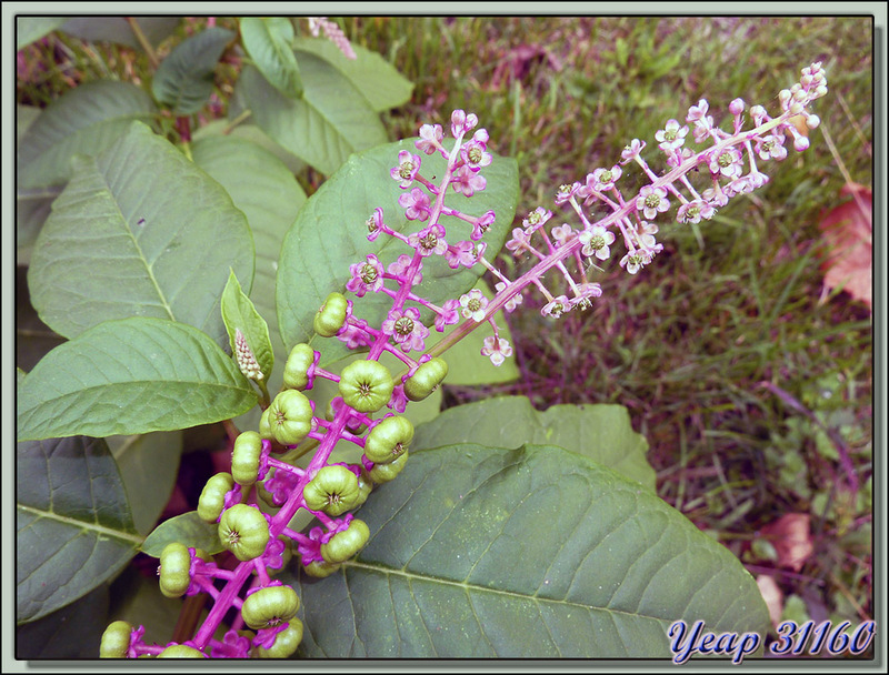 Raisin d'Amérique ou Teinturier (Phytolacca americana), fleurs et fruits verts - Montespan - 31  (Flore)