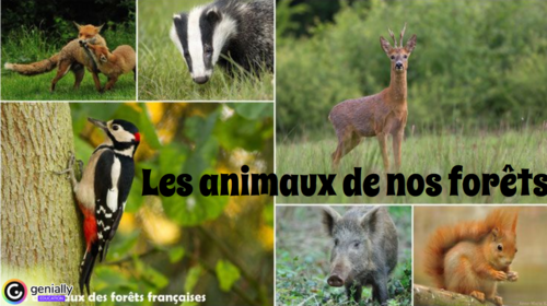 Les animaux de nos forêts