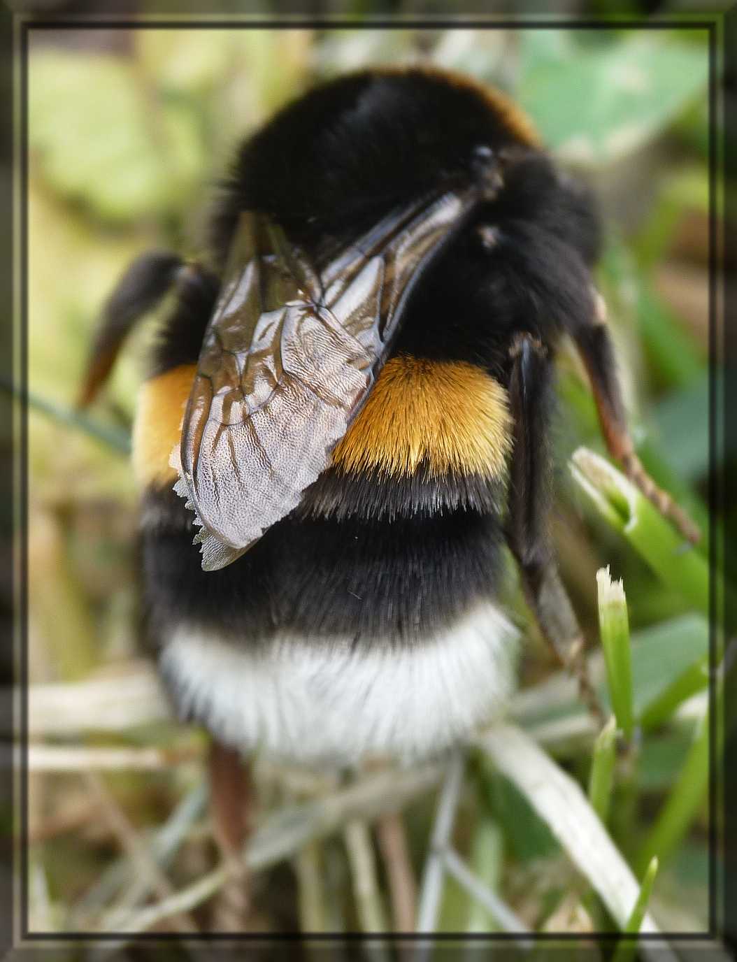 Bombus du groupe terrestris le bourdon cul blanc Ptites b tes