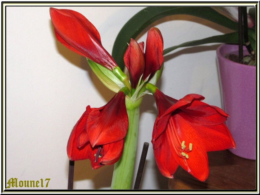 Naissane d'une fleur d'amaryllis