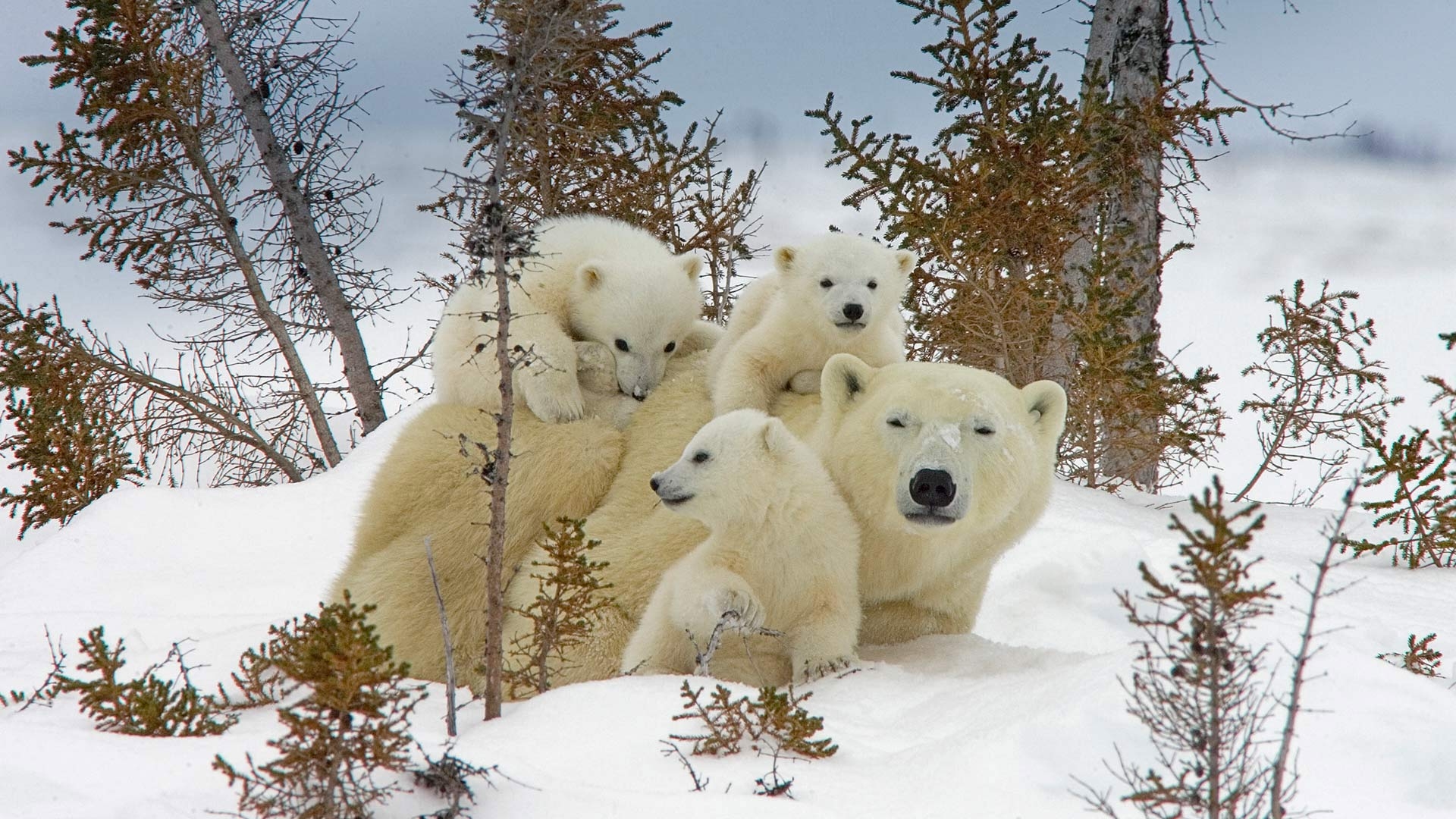 Blogues Â» Photo du Jour Maman ours polaire et oursons dans Â» Ma Planète  PPS / DIAPORAMA gratuit a telecharger