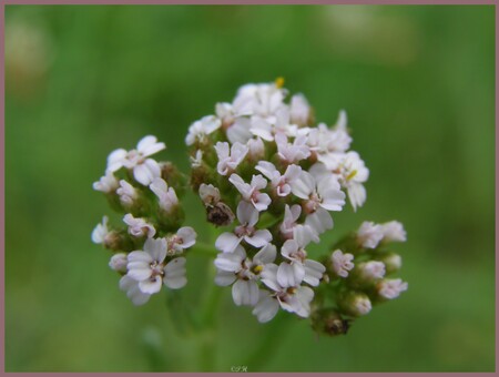 Achillée millefeuille