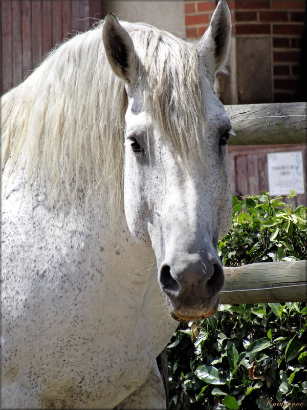 Photos de chevaux en extérieur (haras de la Vendée)