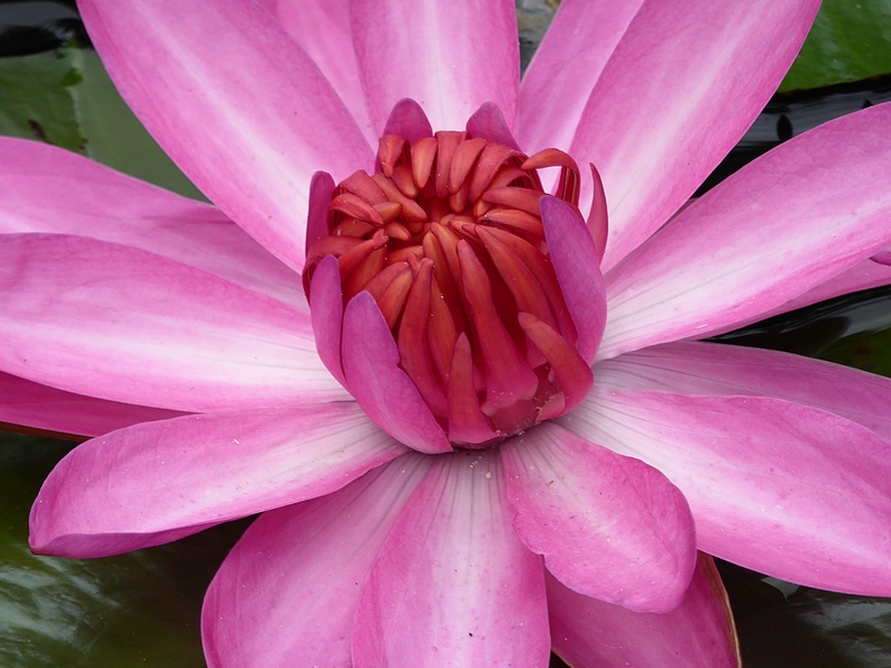 rencontre femme ris orangis