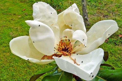 Magnolia