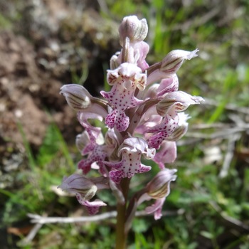 Orchis lacté