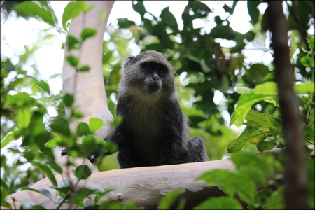 Jozani forêt, Zanzibar. Les singes. Octobre 2023.