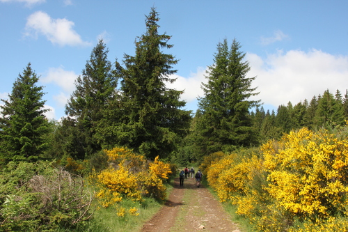 10.06.2024..Randonnée le Puy de Baladou.18 kms 500