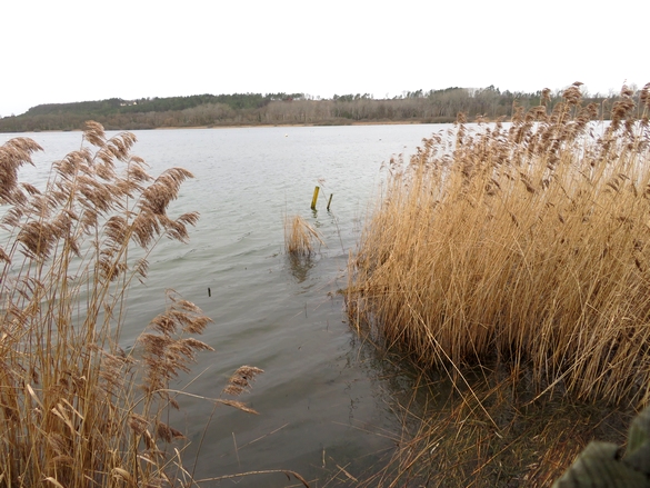 Une belle balade aux bords du lac de Marcenay, à la recherche de champignons d'hiver...