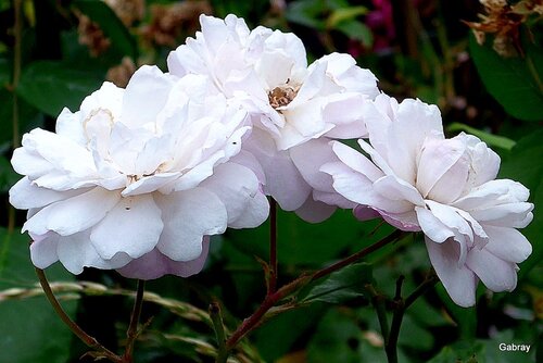 Les roses de mon jardin 