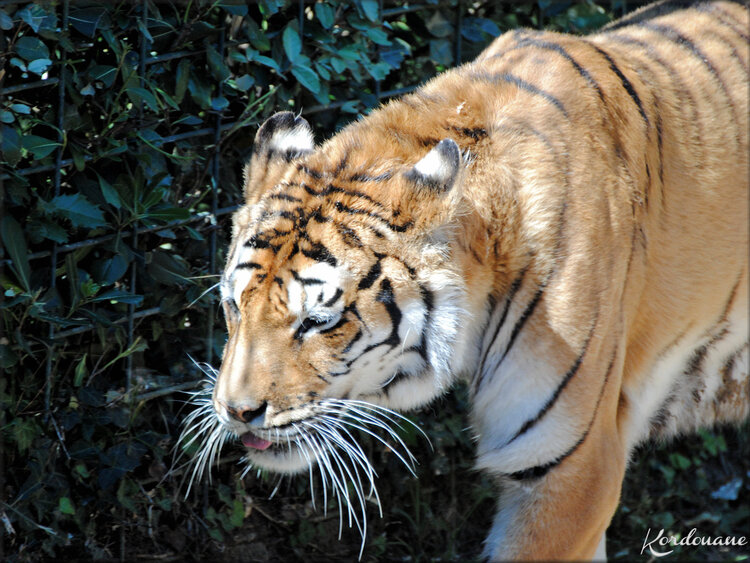 Photo de Tigres d' Asie du Zoo de la Palmyre