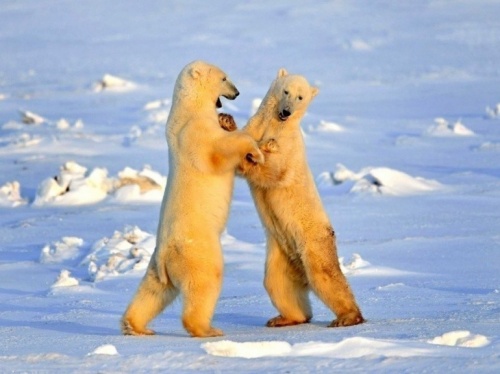 Ours polaires : images magnifiques du Canada