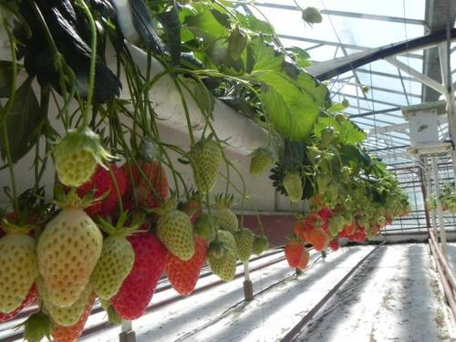 La culture industrielle des fraises