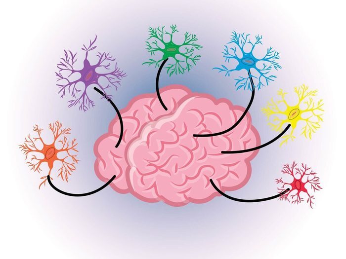 Le Cerveau A Plusieurs Types De Cellules