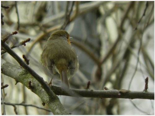  Rouge-Gorge et Mésange bleue