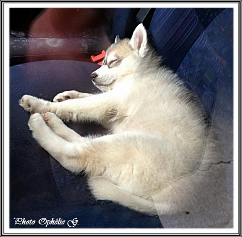 Husky sieste