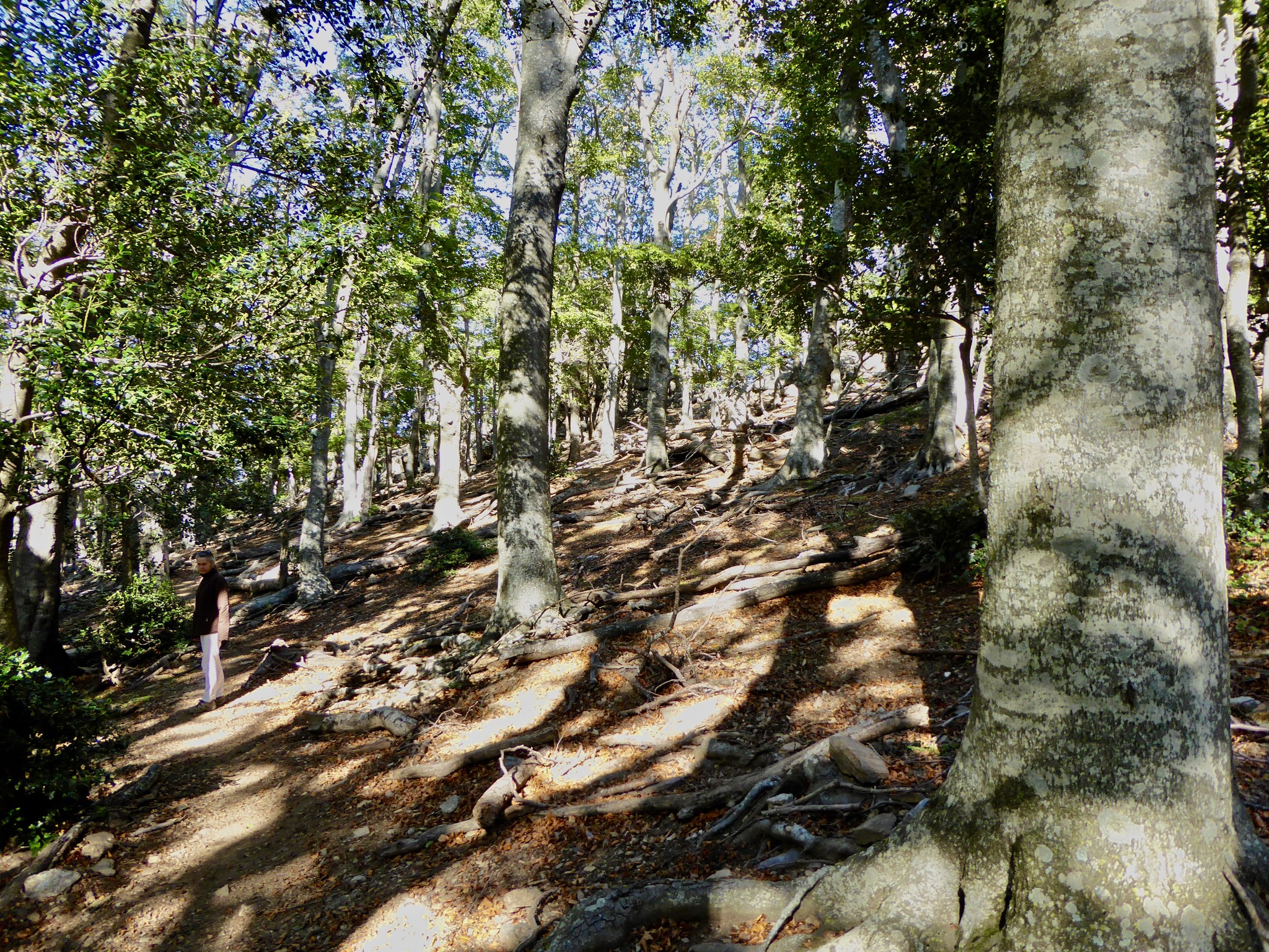 Peut être une image de 1 personne et arbre