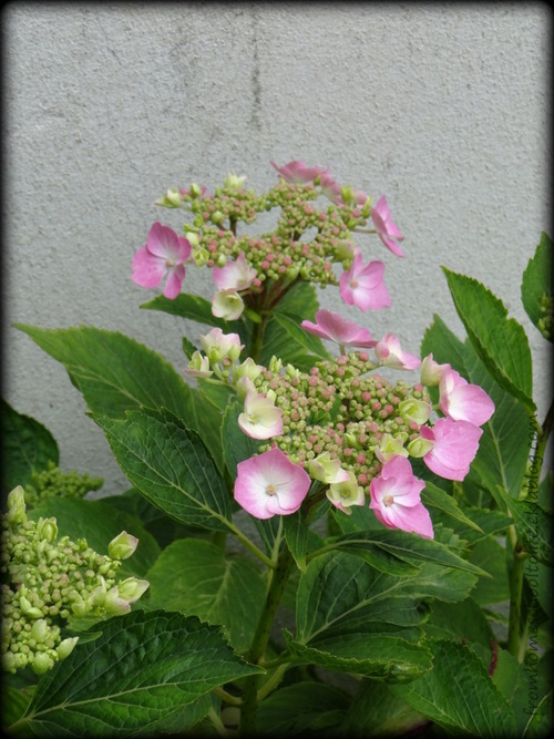 Jeunes fleurs d'hortensia