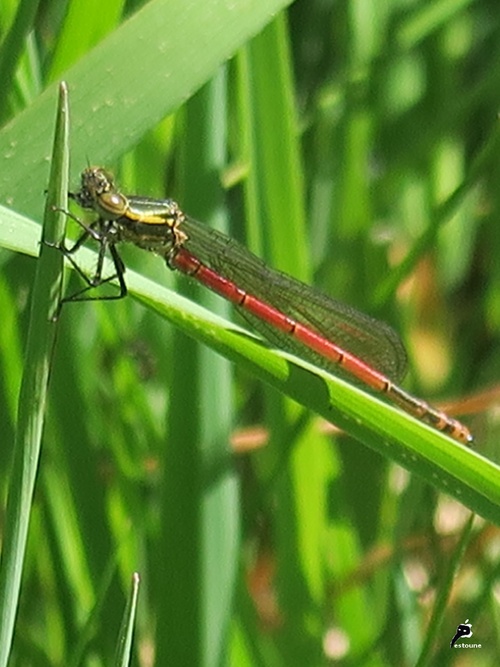 Petite nymphe au corps de feu (pyrrhosoma nymphula)