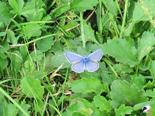 azuré commun (Polyommatus icarus)