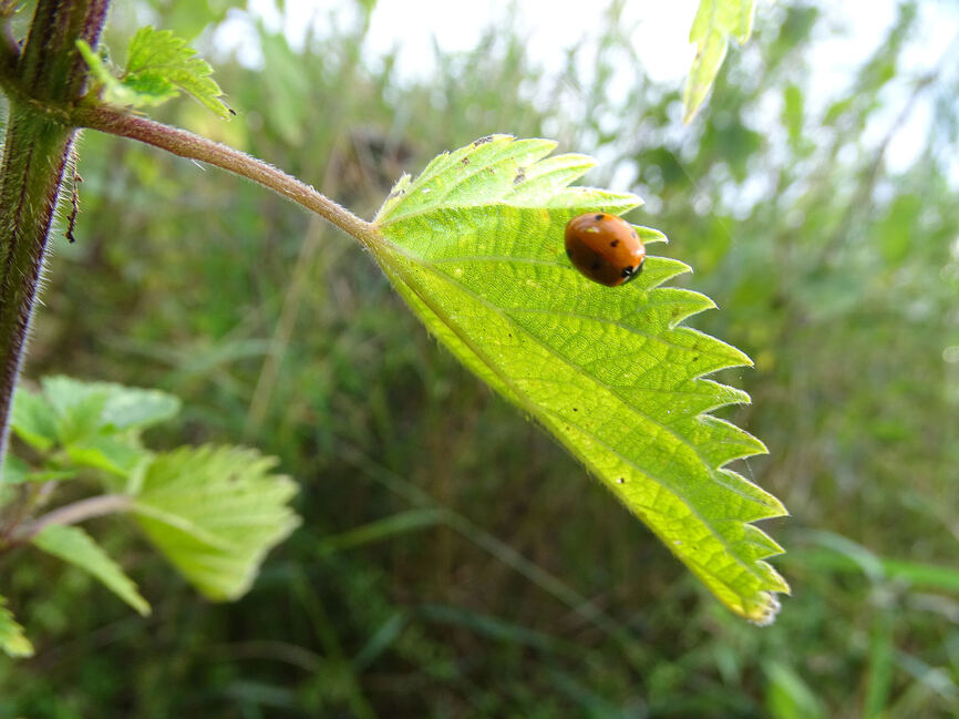 Un porte bonheur