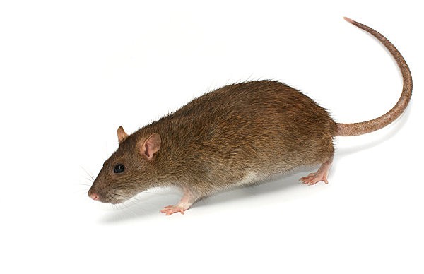 Rat