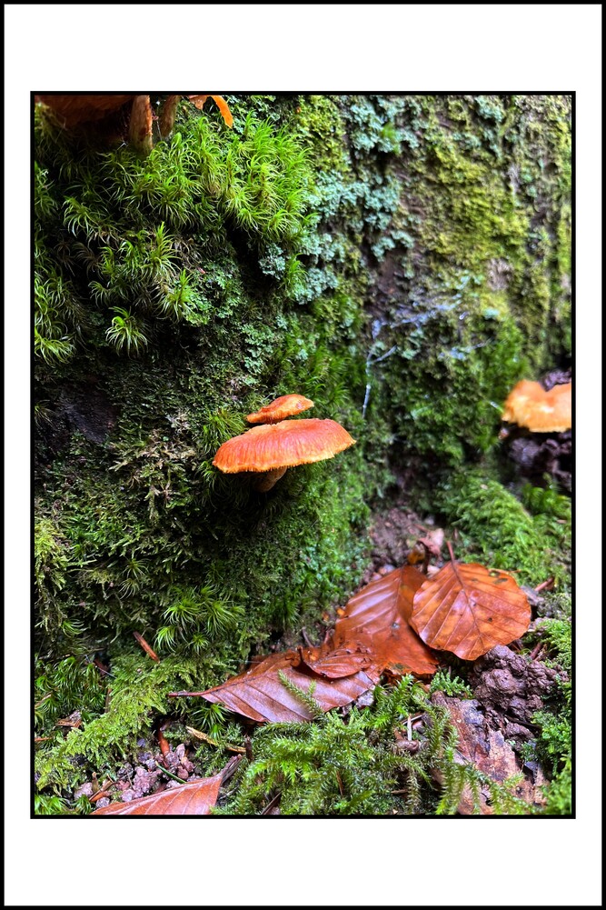 Sentier du Chalet des Gardes - Remiremont - Vosges