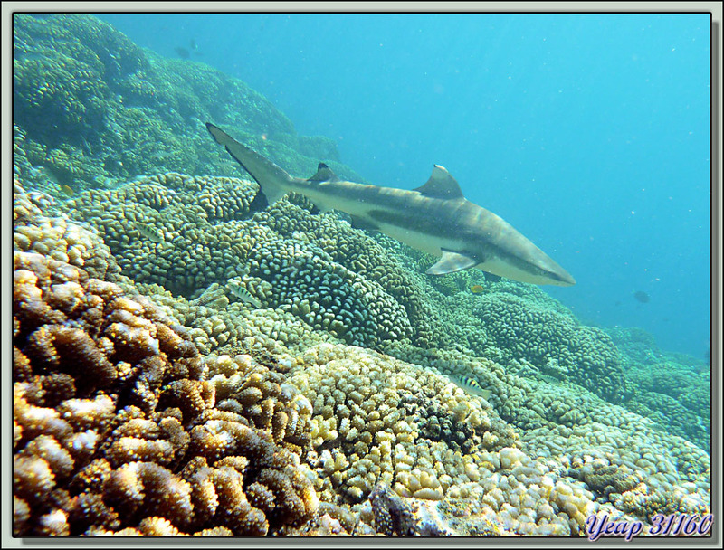 Snorkeling à Tetamanu : Requin pointes noires - Fakarava - Polynésie française